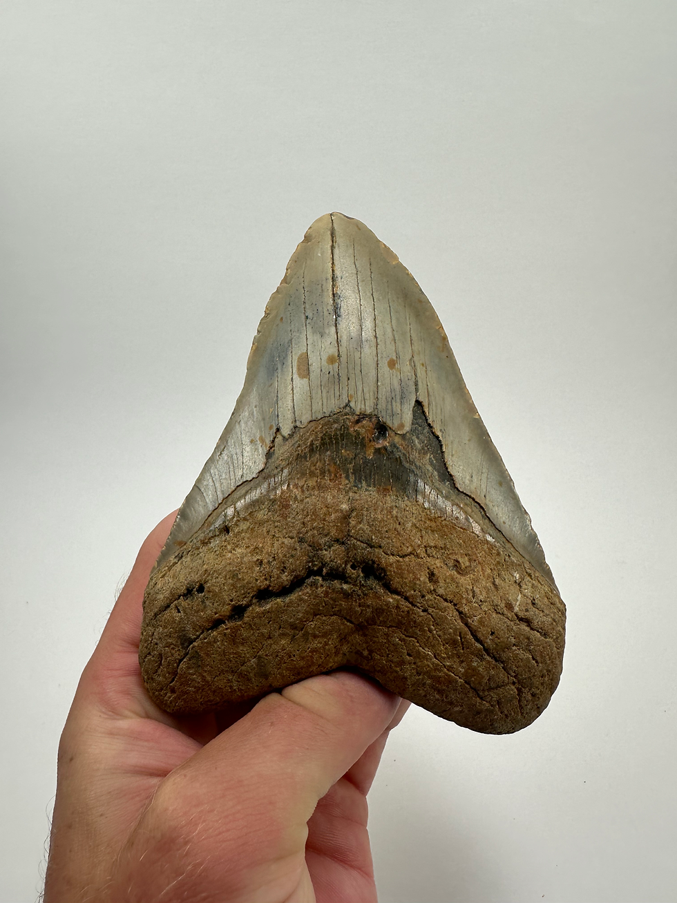 Thumbnail: 5.41" Orange Fossil Megalodon Shark Tooth