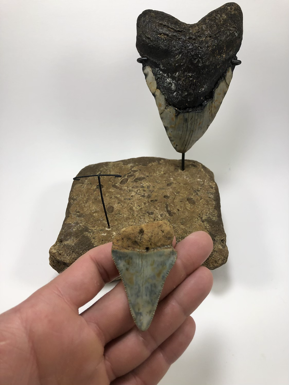 Thumbnail: Massive 6.00”-1Lb Fossil Megalodon Shark Tooth With 2.32” Great White