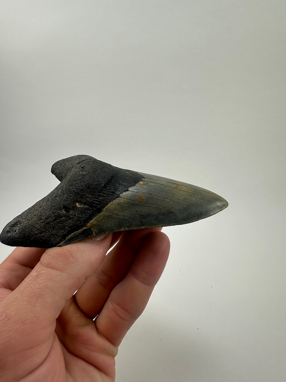 Thumbnail: 4.88" Fossil Megalodon Shark Tooth