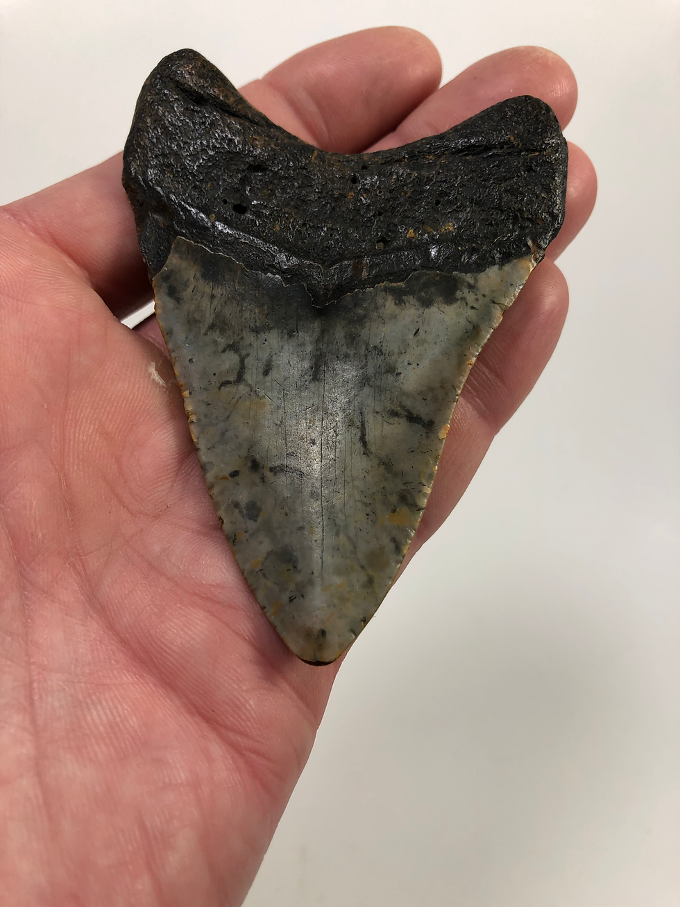 Thumbnail: 3.72” Fossil Megalodon Shark Tooth