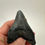 Thumbnail: 3.14” Jet Black Fossil Megalodon Shark Tooth 