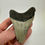 Thumbnail: 4.09” Curved Fossil Megalodon Shark Tooth 