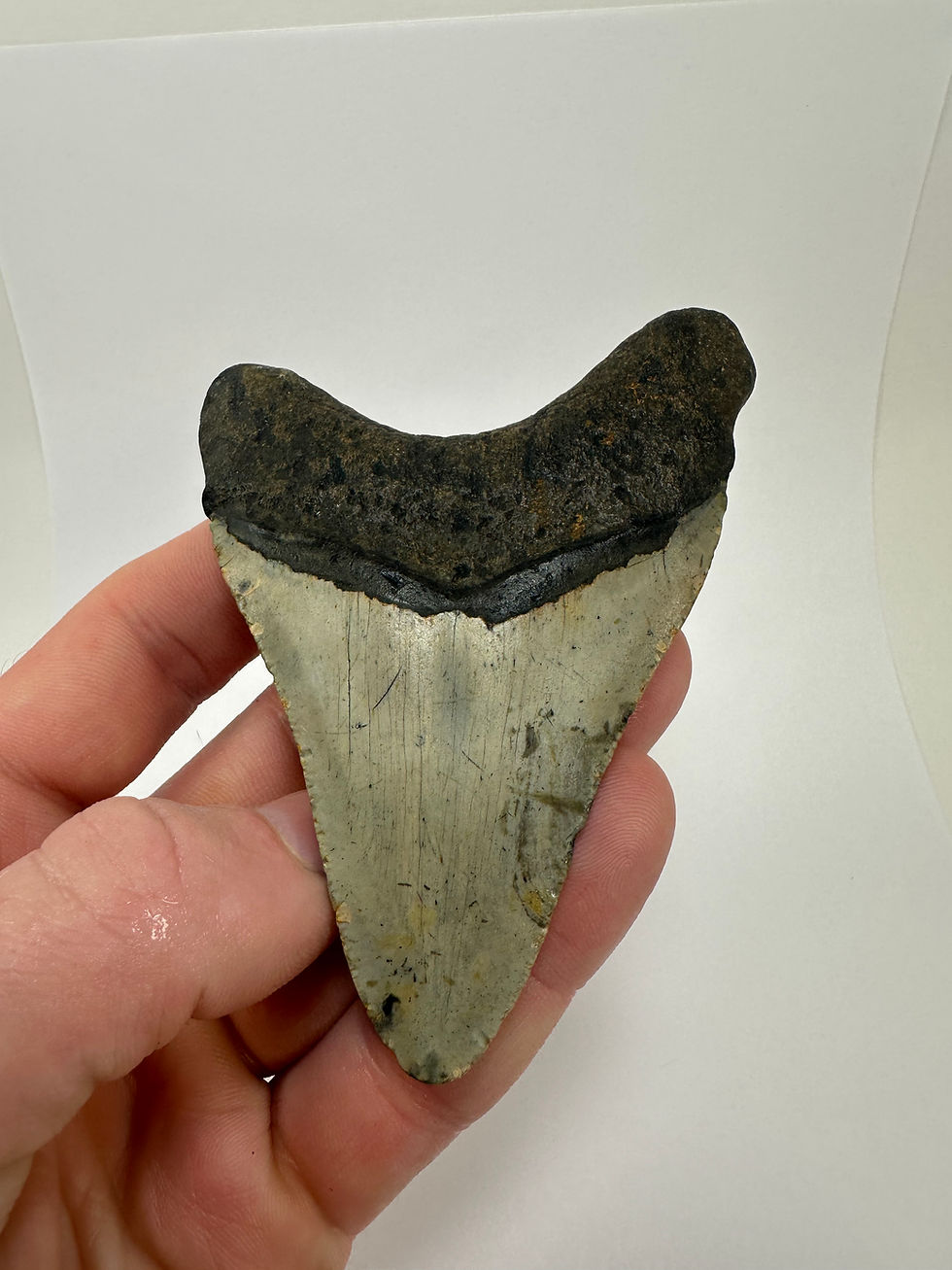 Thumbnail: 4.09” Curved Fossil Megalodon Shark Tooth 