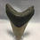 Thumbnail: 3.79" Fossil Megalodon Shark Tooth