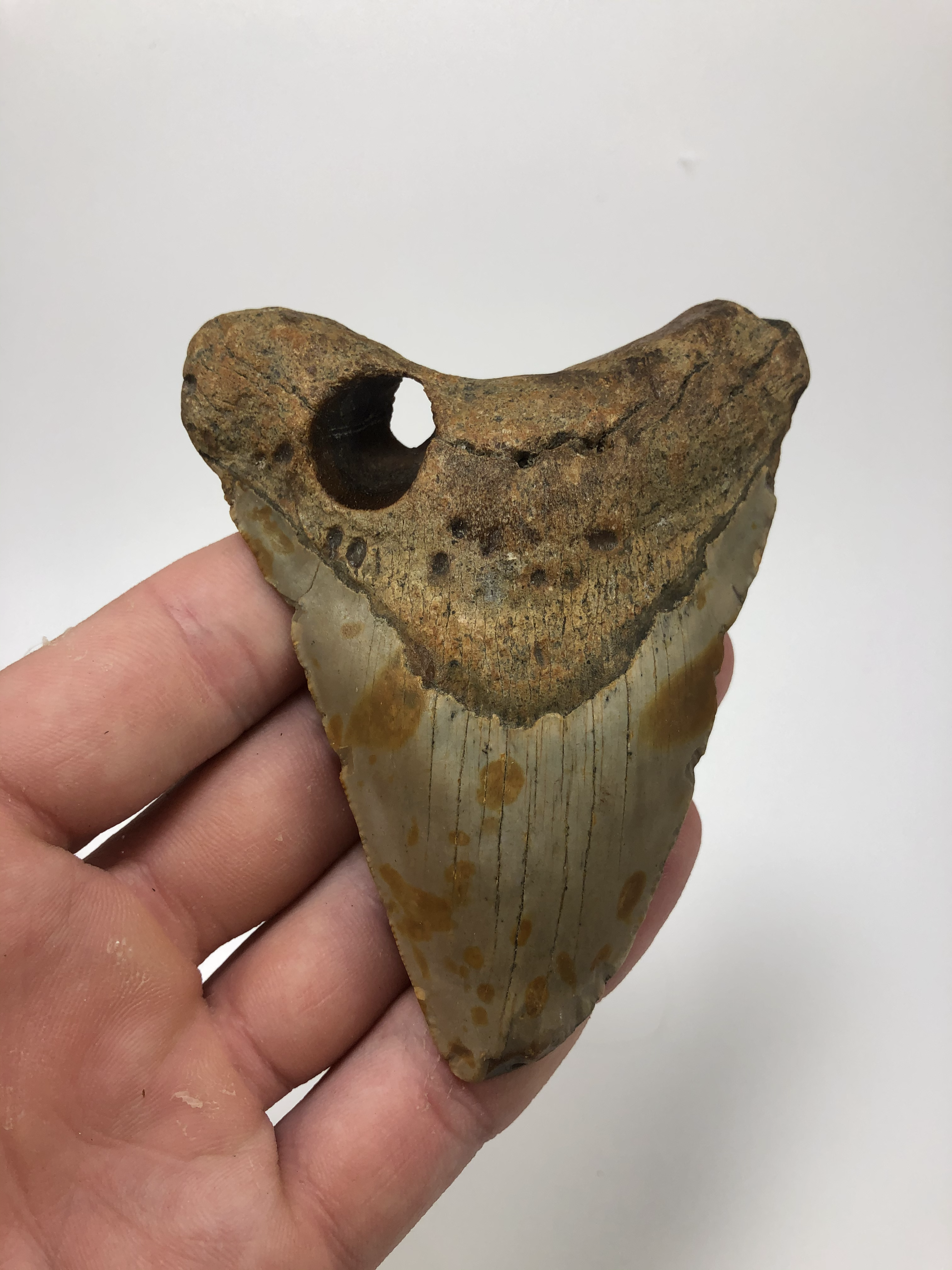 4.11" Holy Fossil Megalodon Shark Tooth