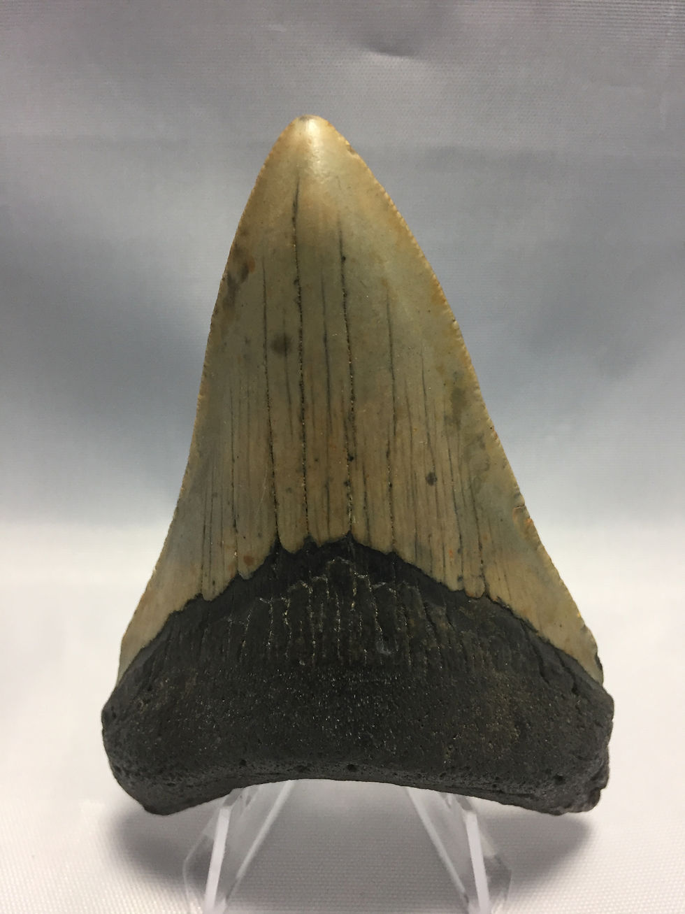 3.79" Fossil Megalodon Shark Tooth