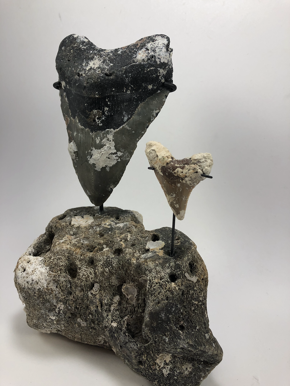 Thumbnail: 5.64" XXL Fossil Megalodon & Chubutensis Shark Tooth Combo  ** On Whale Bone