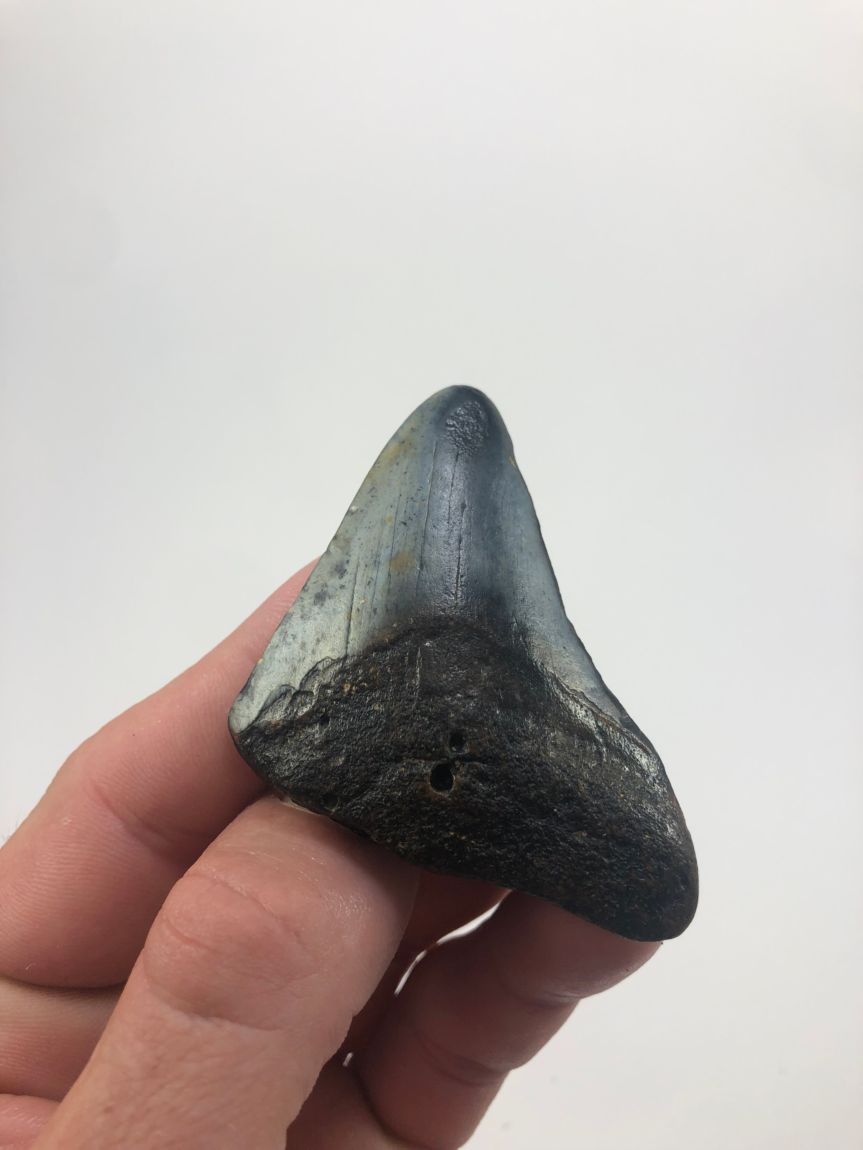 2.82" Fossil Megalodon Shark Tooth