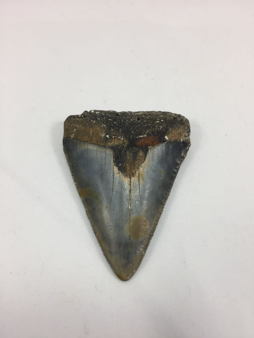 Thumbnail: 2.20" Fossil Great White Shark Tooth