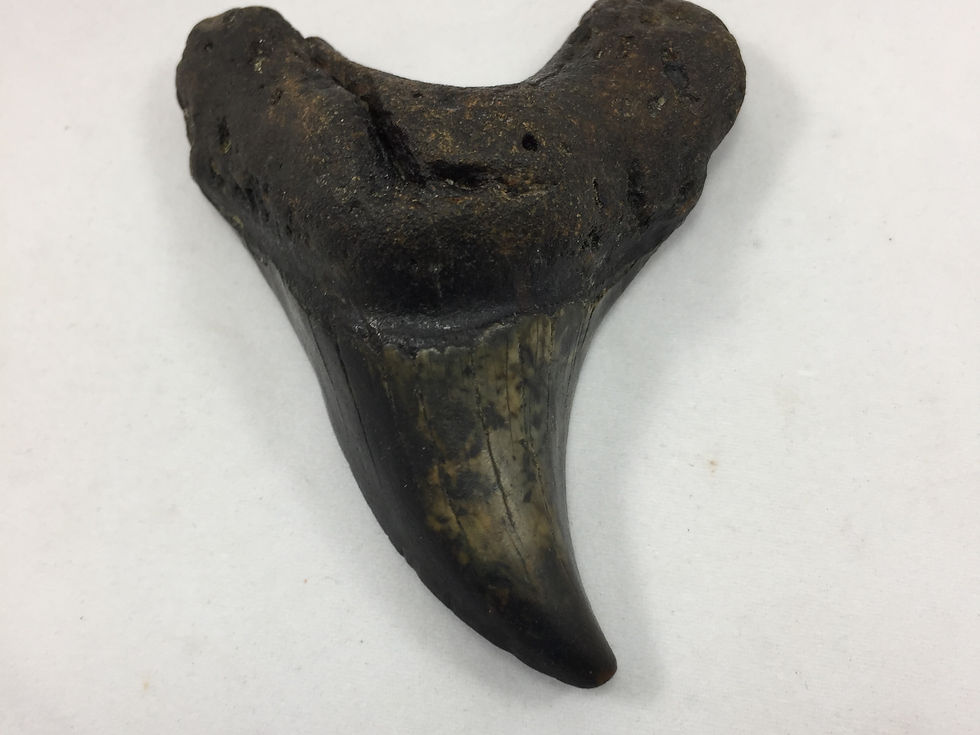 Thumbnail: 2.72" Fossil Benedini Shark Tooth 