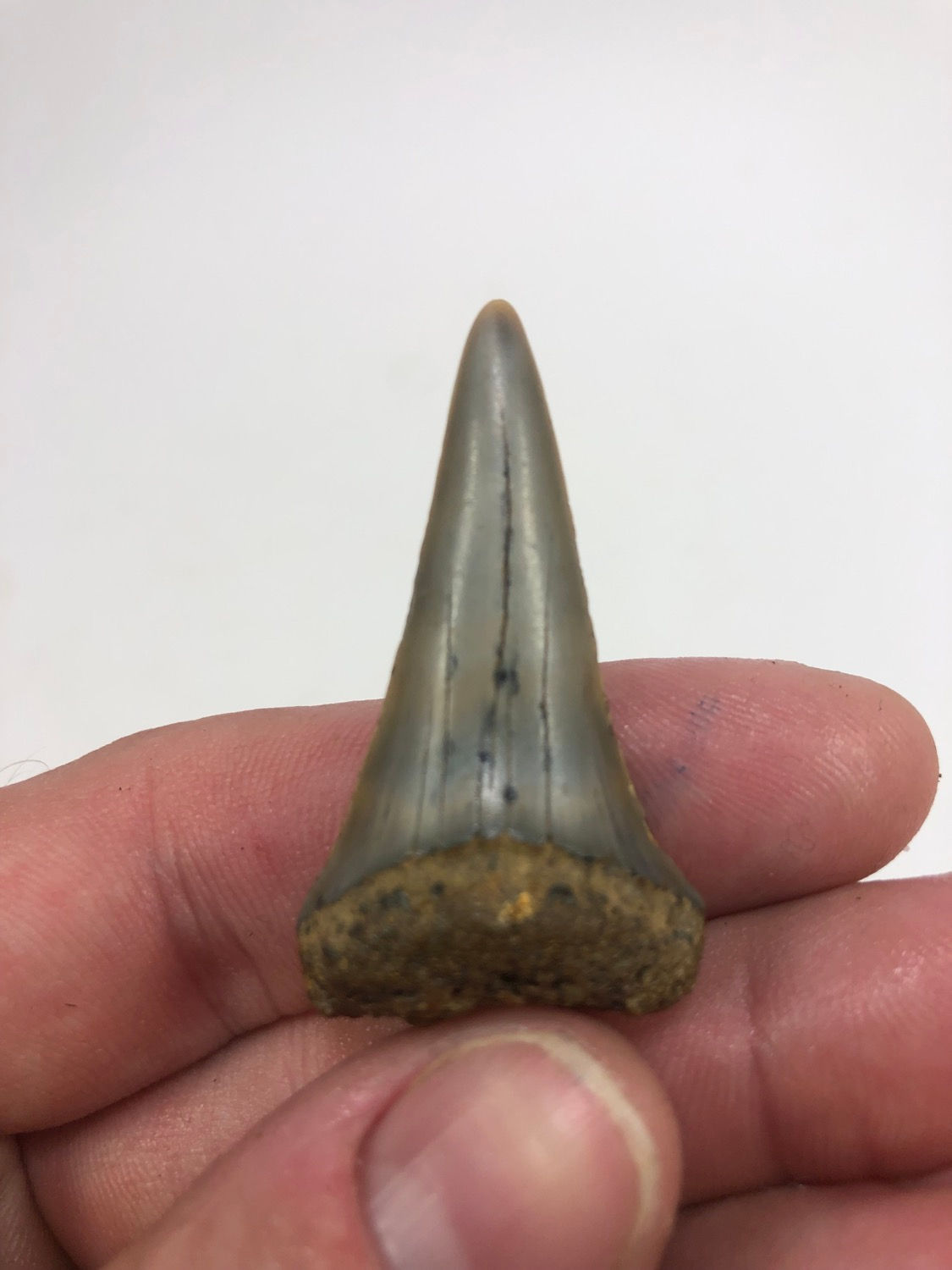 1.82” Fossil Mako Shark Tooth 