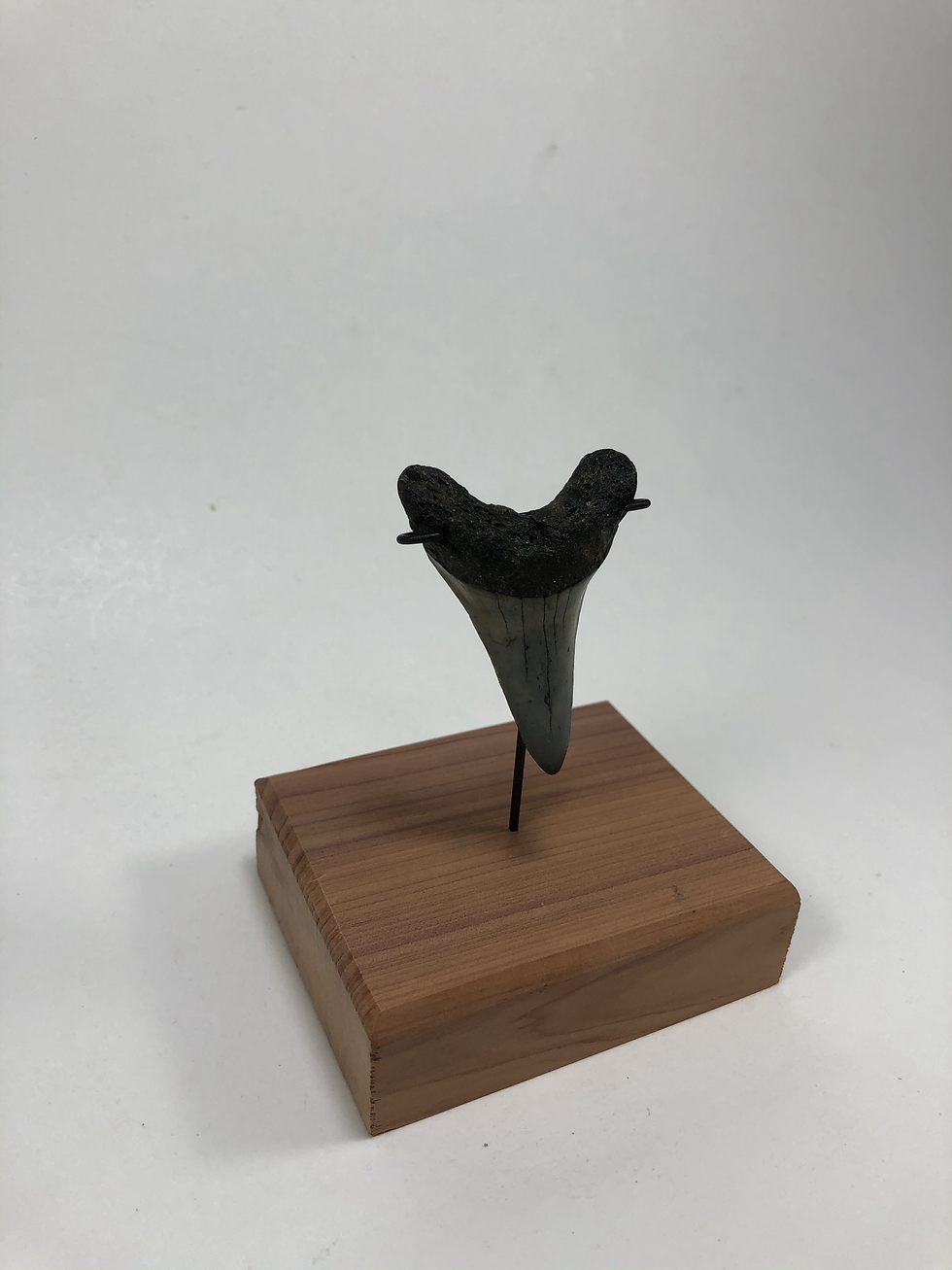 Thumbnail: 2.09" Fossil Mako Lower Shark Tooth- **On Inverted Me