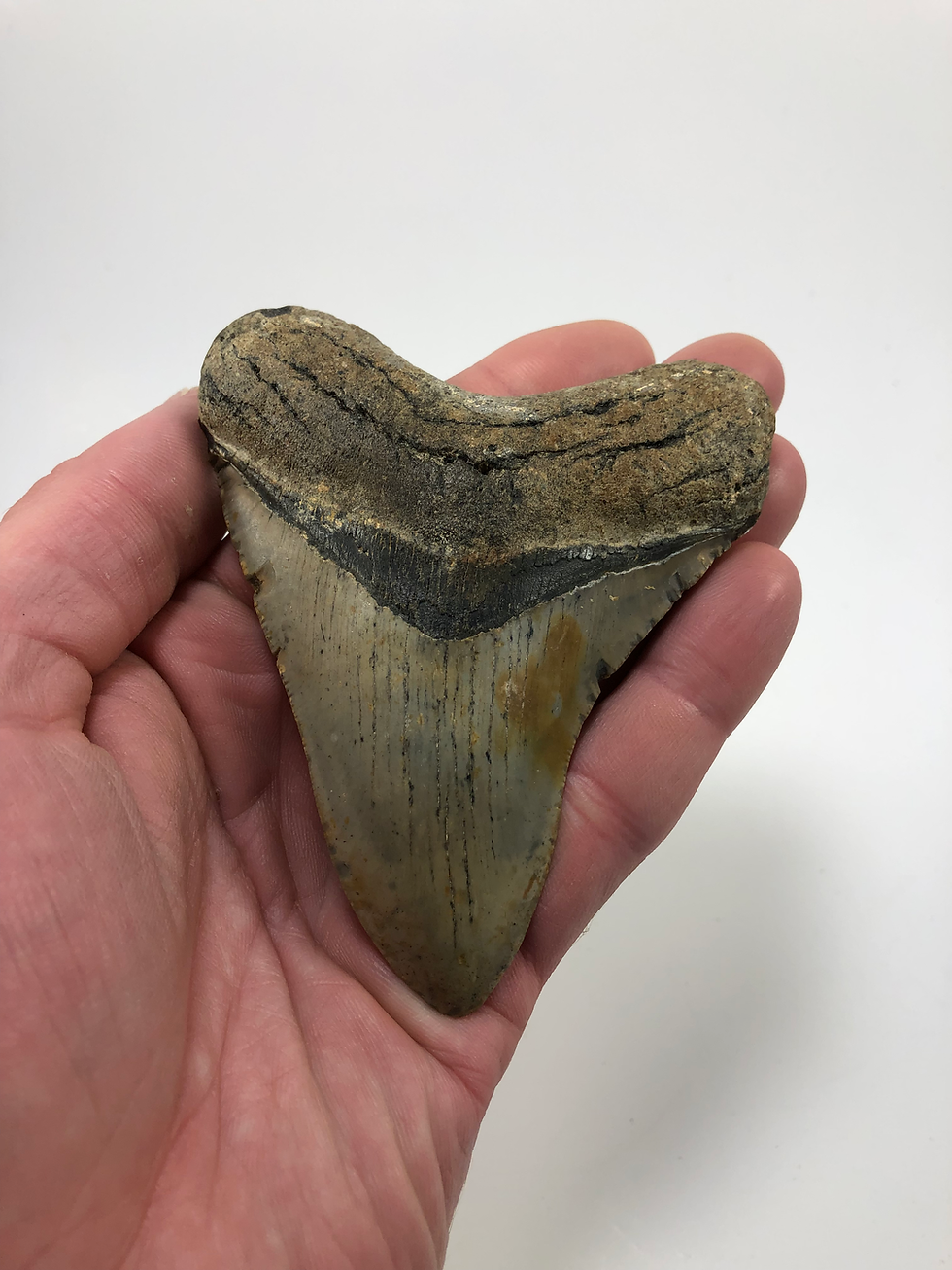 Thumbnail: 4.18” Fossil Megalodon Shark Tooth 