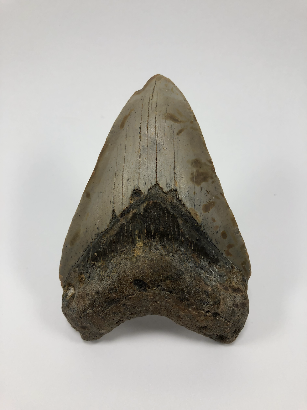 Thumbnail: 3.88" Fossil Megalodon Shark Tooth