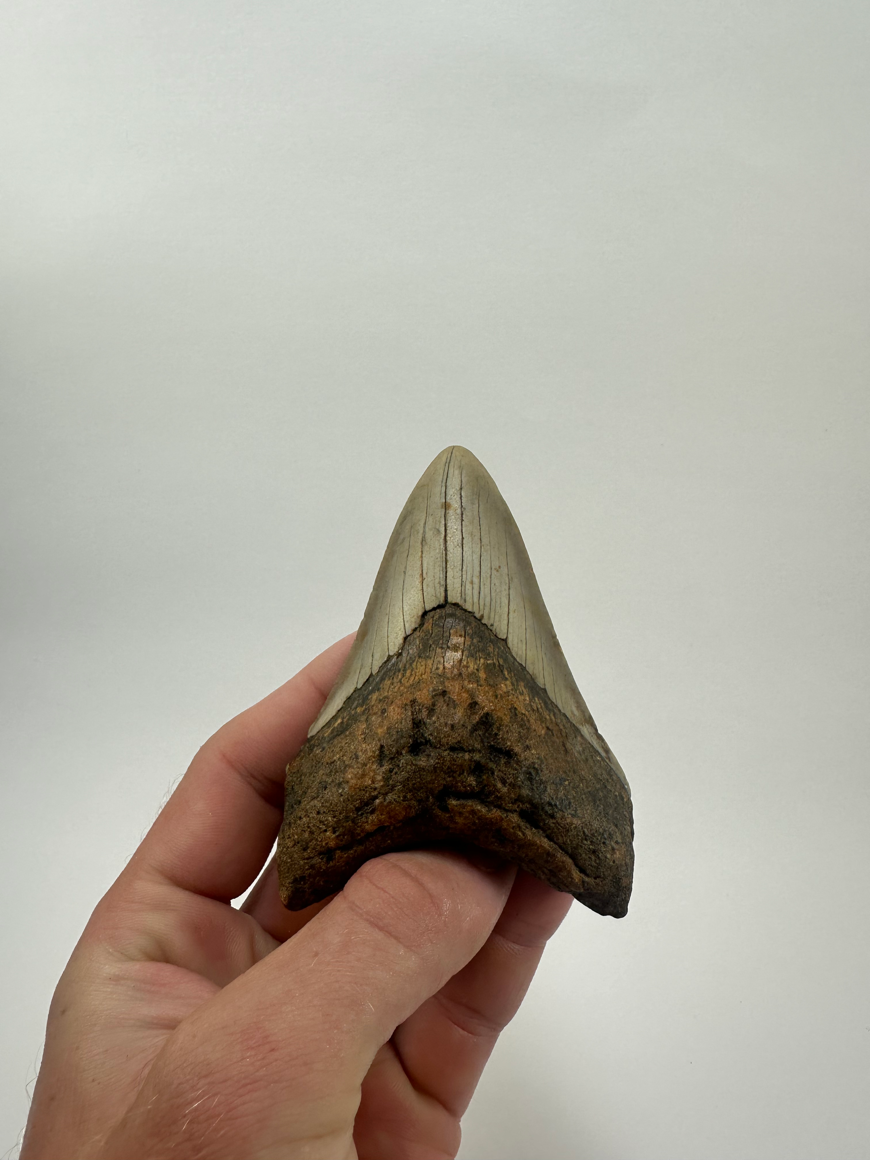 4.00" Fossil Megalodon Shark Tooth