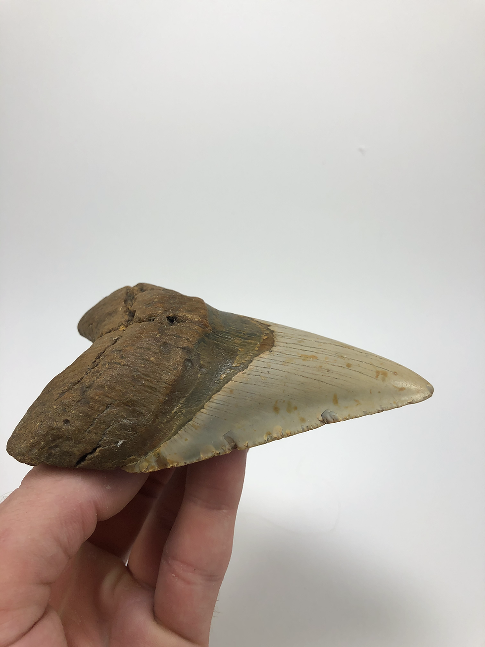 Thumbnail: 5.05" Fossil Sharp Lower Megalodon Shark Tooth
