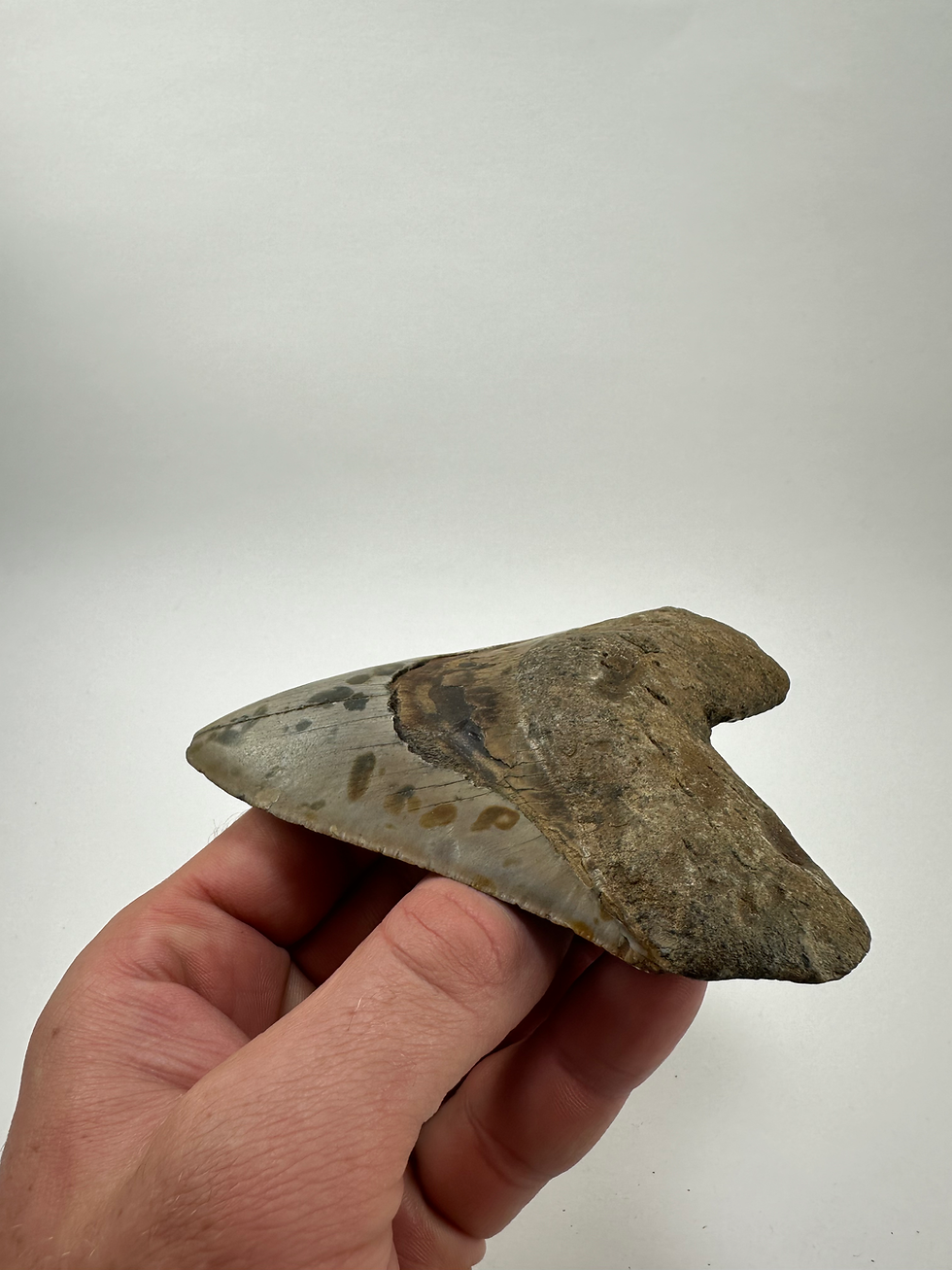 Thumbnail: 4.81" Fossil Megalodon Shark Tooth