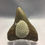 Thumbnail: 3.28" Posterior Fossil Shark Tooth Coral
