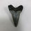 Thumbnail: 2.05” Fossil Mako Shark Tooth 