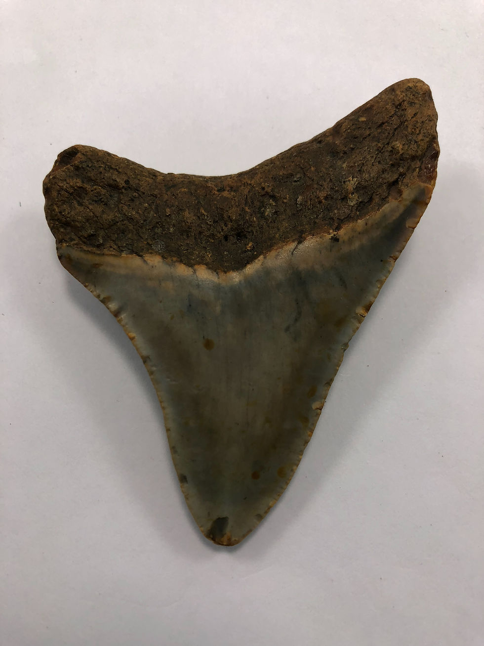Thumbnail: 3.19” Fossil Megalodon Shark Tooth 