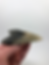 Thumbnail: 4.59” Fossil Megalodon Shark Tooth 