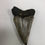 Thumbnail: 2.72” Fossil Mako Shark tooth 