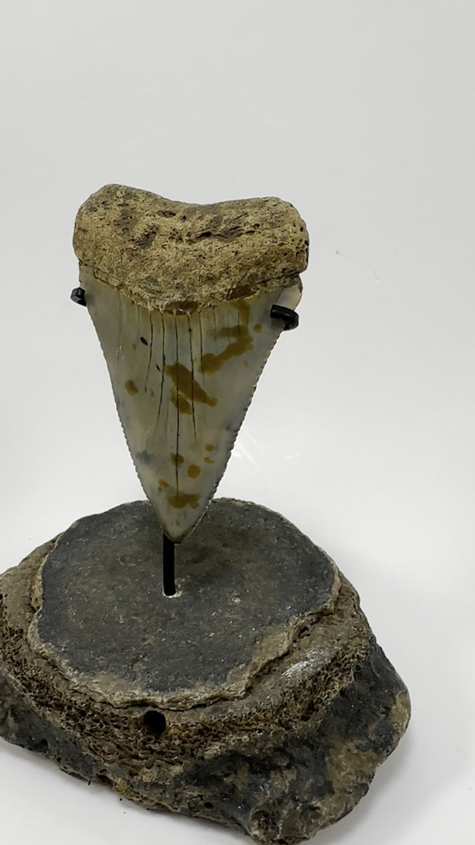 Thumbnail: 2.70" Fossil Great White Shark Tooth Inverted on Vertebrate