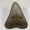 Thumbnail: 4.31" Fossil Megalodon Shark Tooth