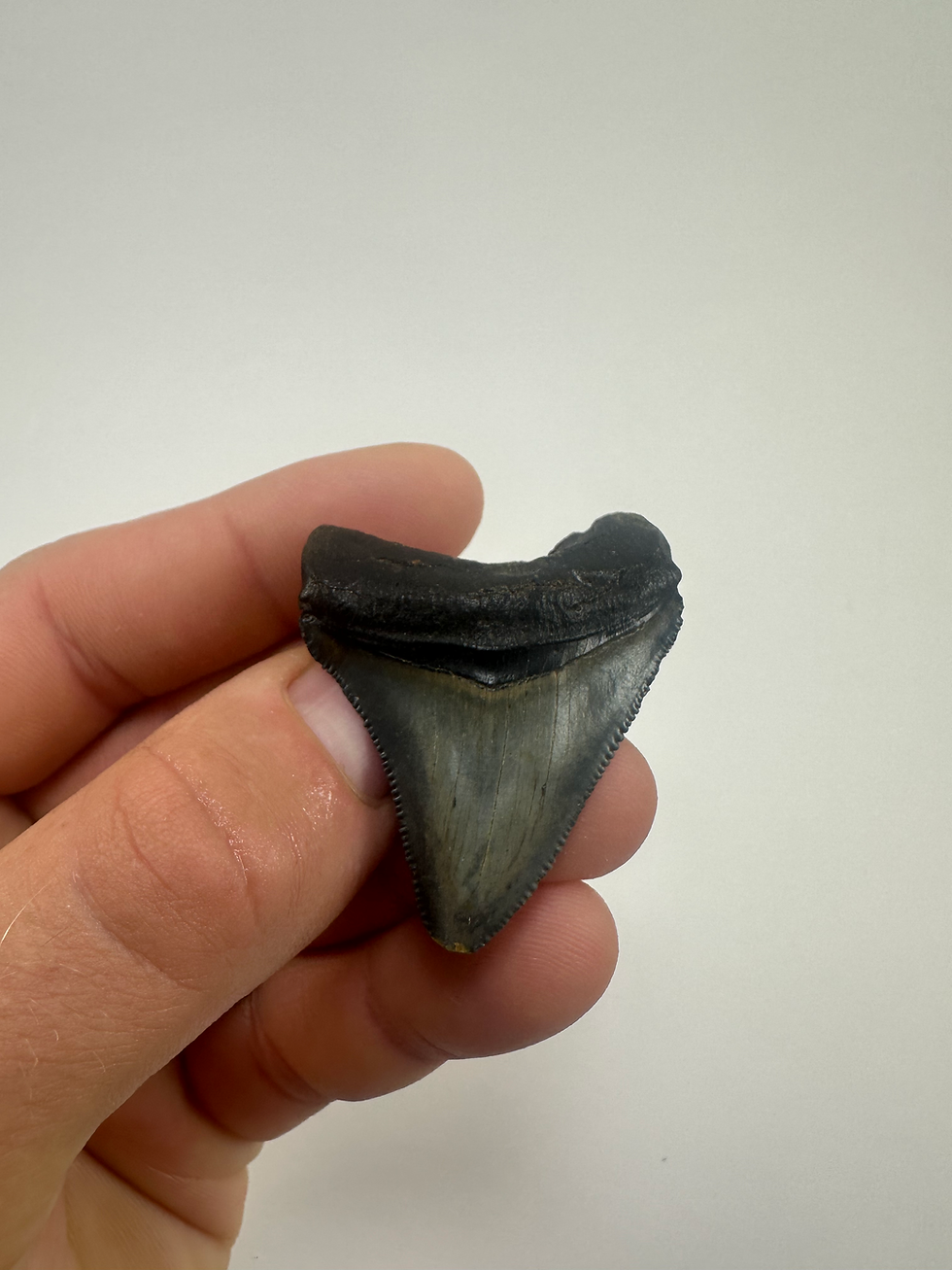 Thumbnail: 2.02" Fossil Megalodon Shark Tooth