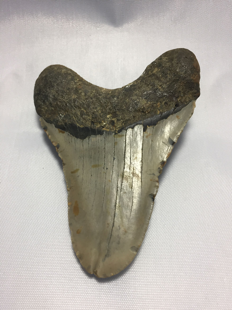 Thumbnail: 4.15" Rare Double Tipped Fossil Megalodon Shark Tooth