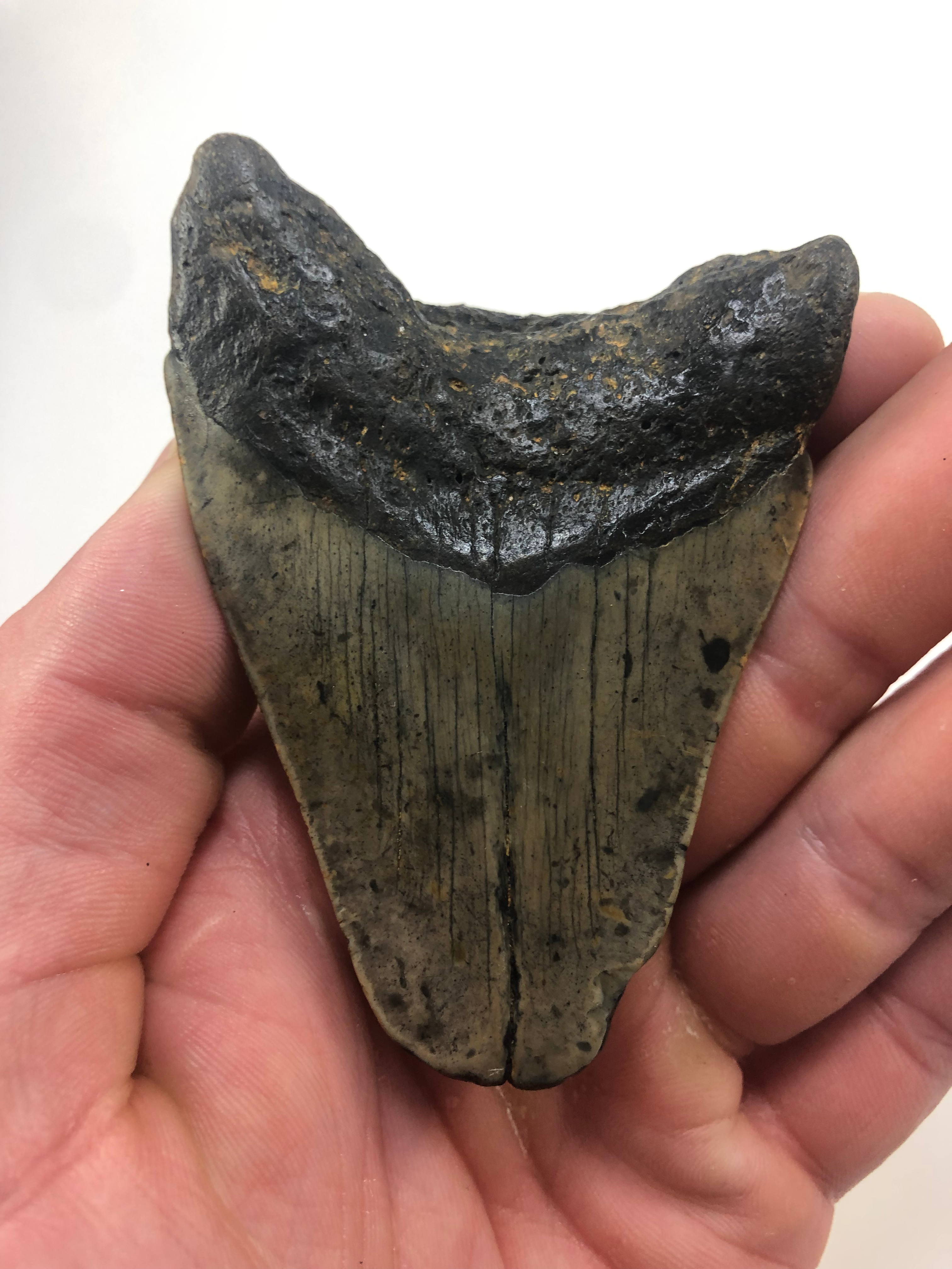 3.81" Fossil Megalodon Shark Tooth