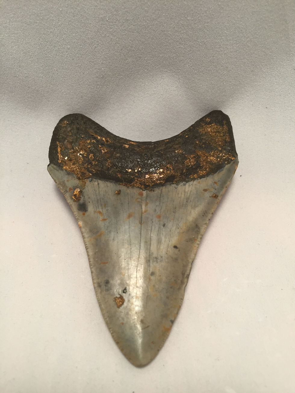 Thumbnail: 3.68 Fossil Megalodon Shark Tooth