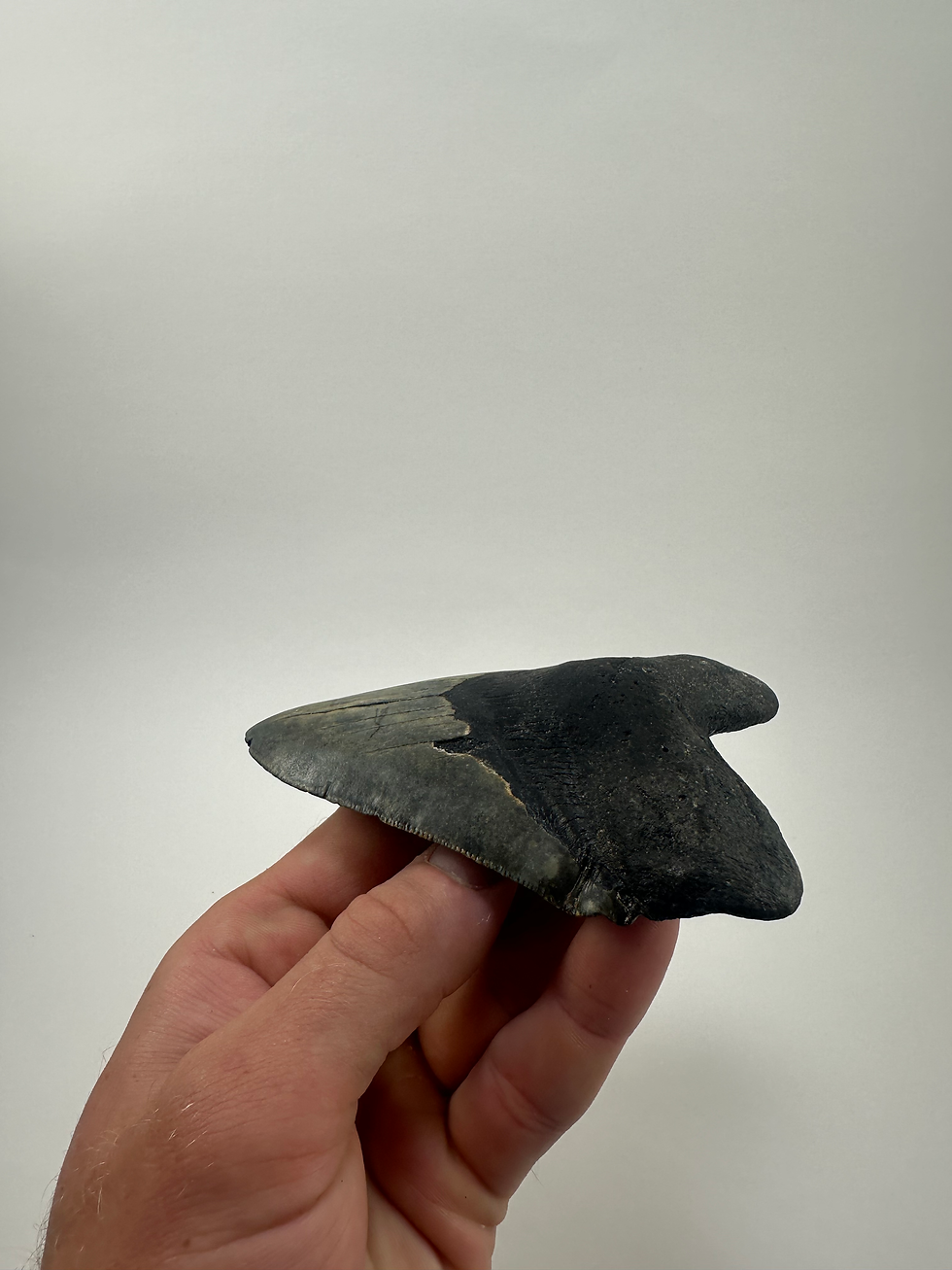 Thumbnail: 4.94" Fossil Megalodon Shark Tooth