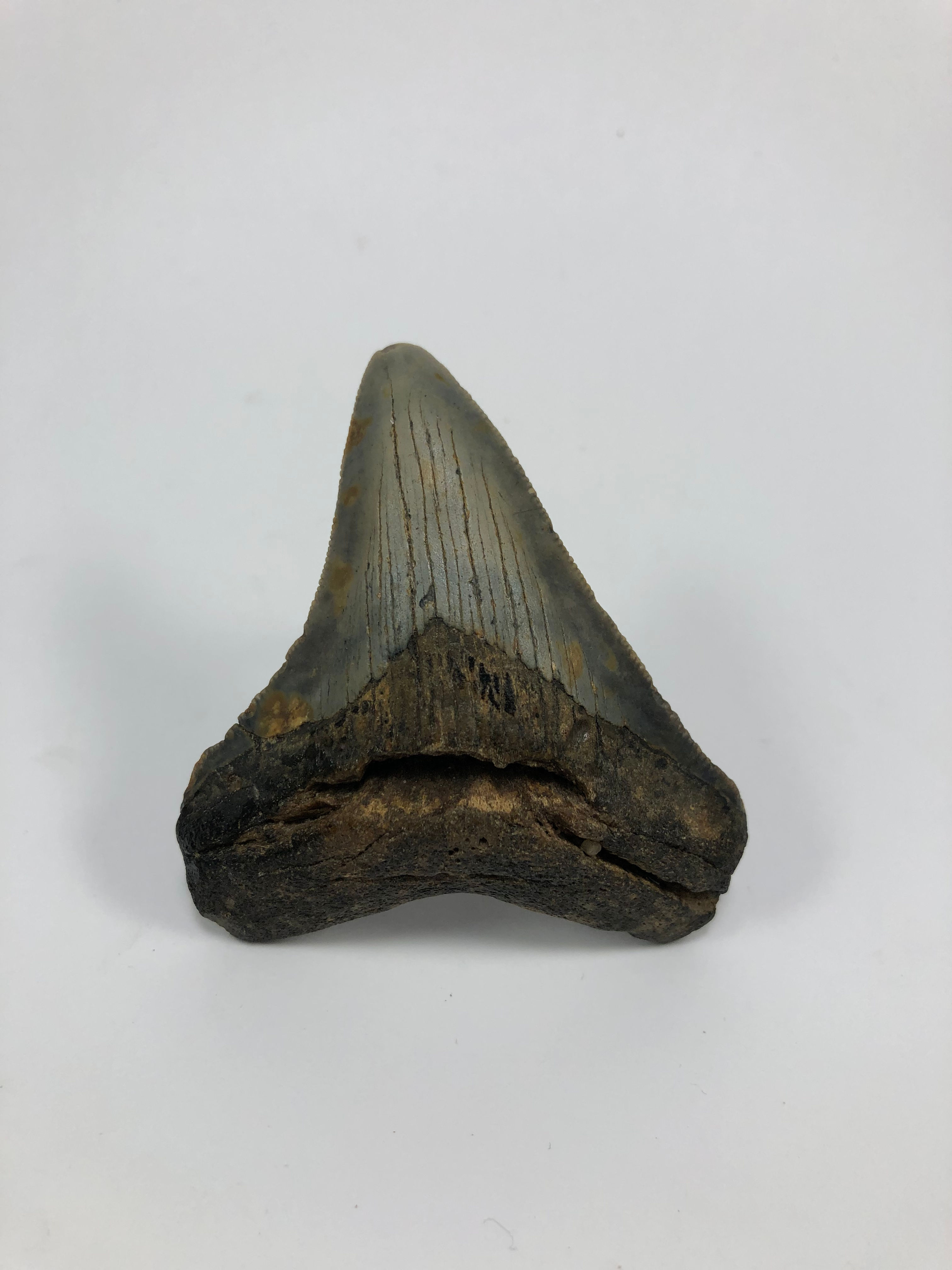3.02" Fossil Megalodon Shark Tooth