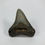 Thumbnail: 3.02" Fossil Megalodon Shark Tooth