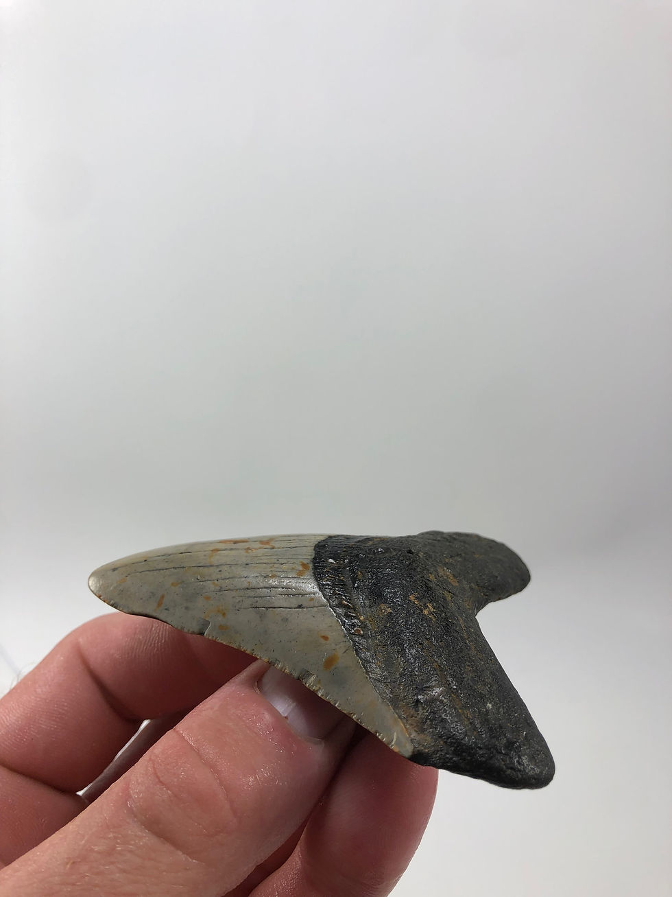 Thumbnail: 3.49” Fossil Megalodon Shark Tooth 