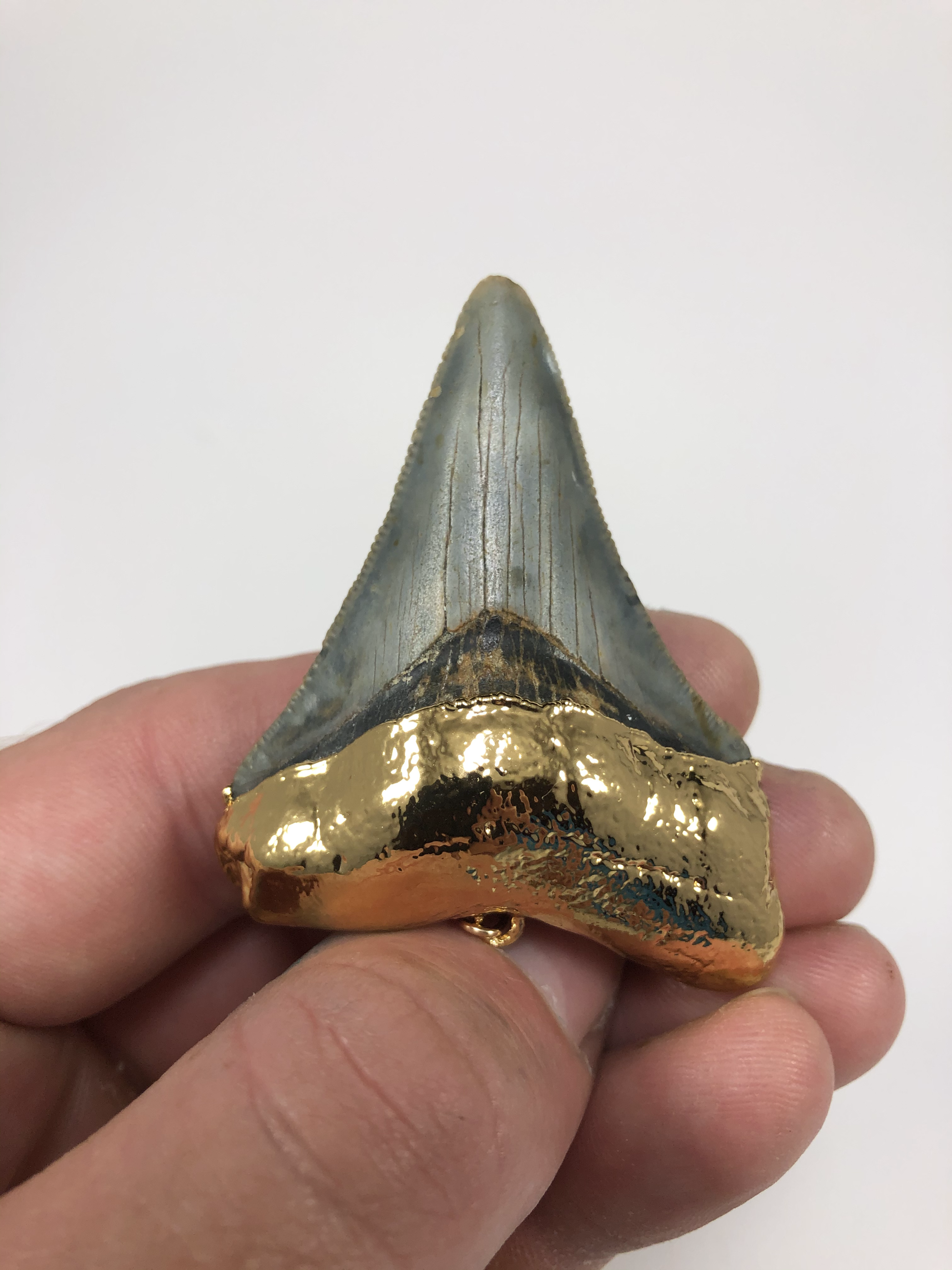 2.44" 18K Gold Plated Fossil Megalodon Shark Tooth