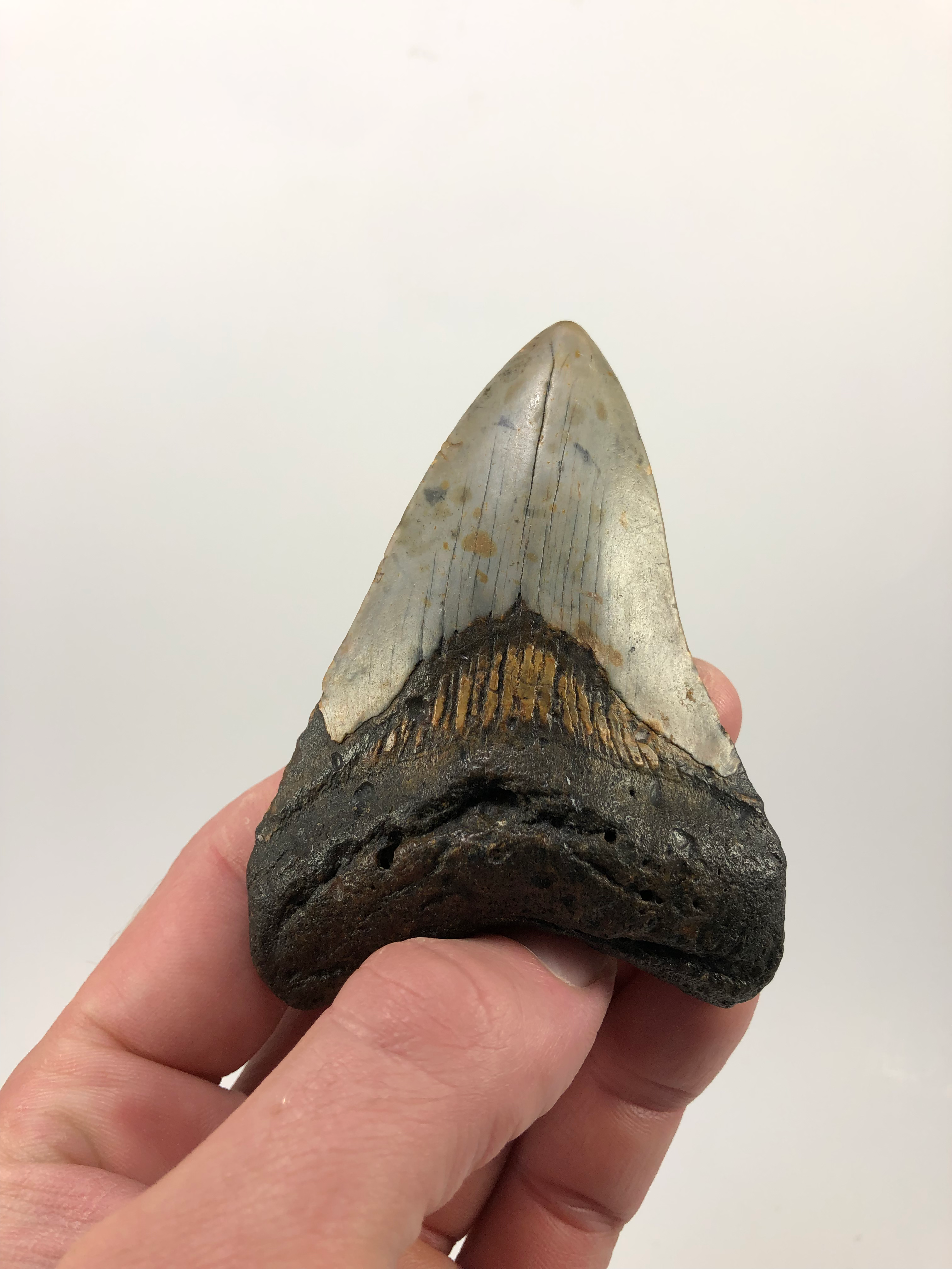 3.72” Fossil Megalodon Shark Tooth