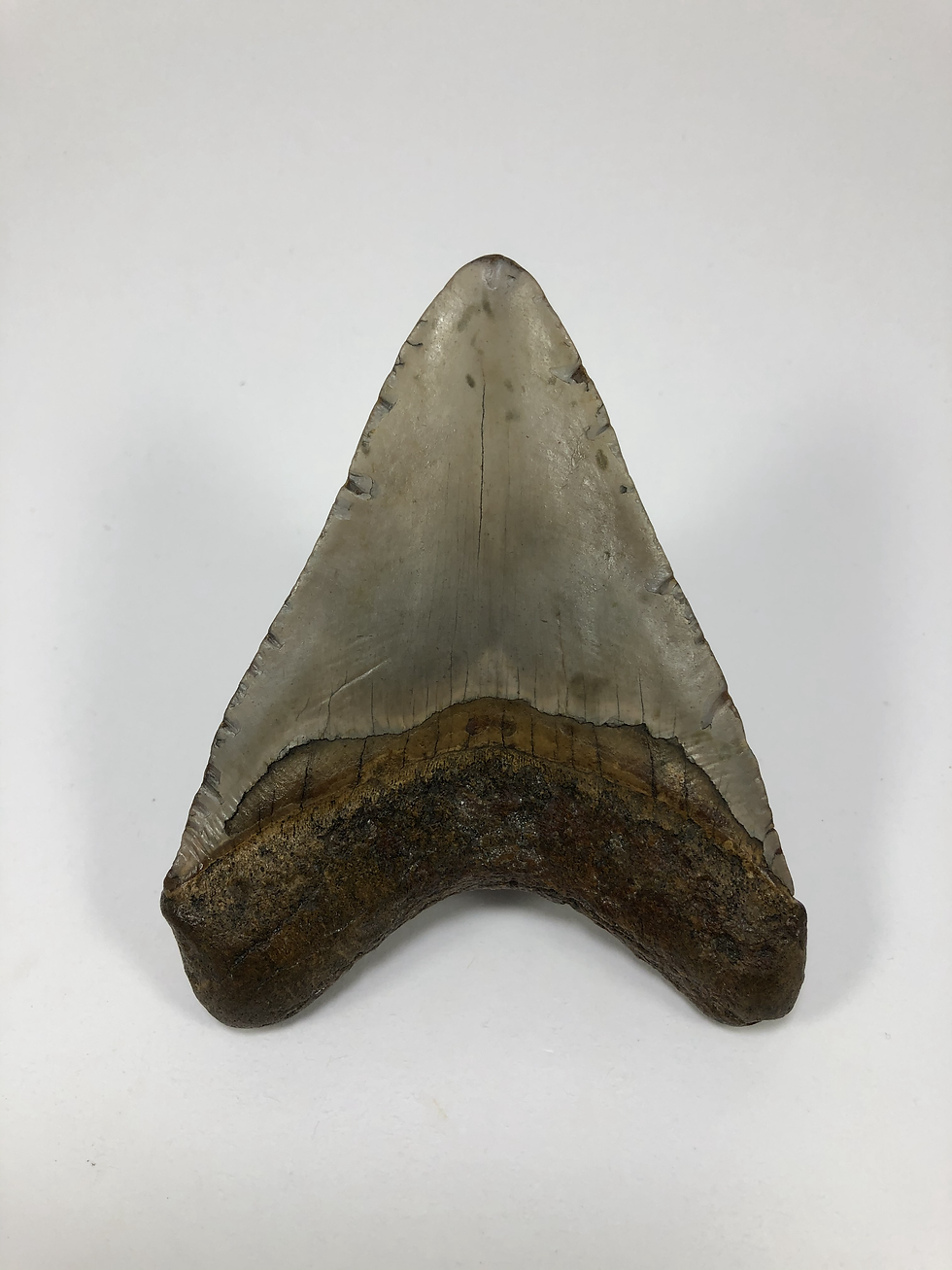 Thumbnail: 4.19" Sharp Fossil Megalodon Shark Tooth