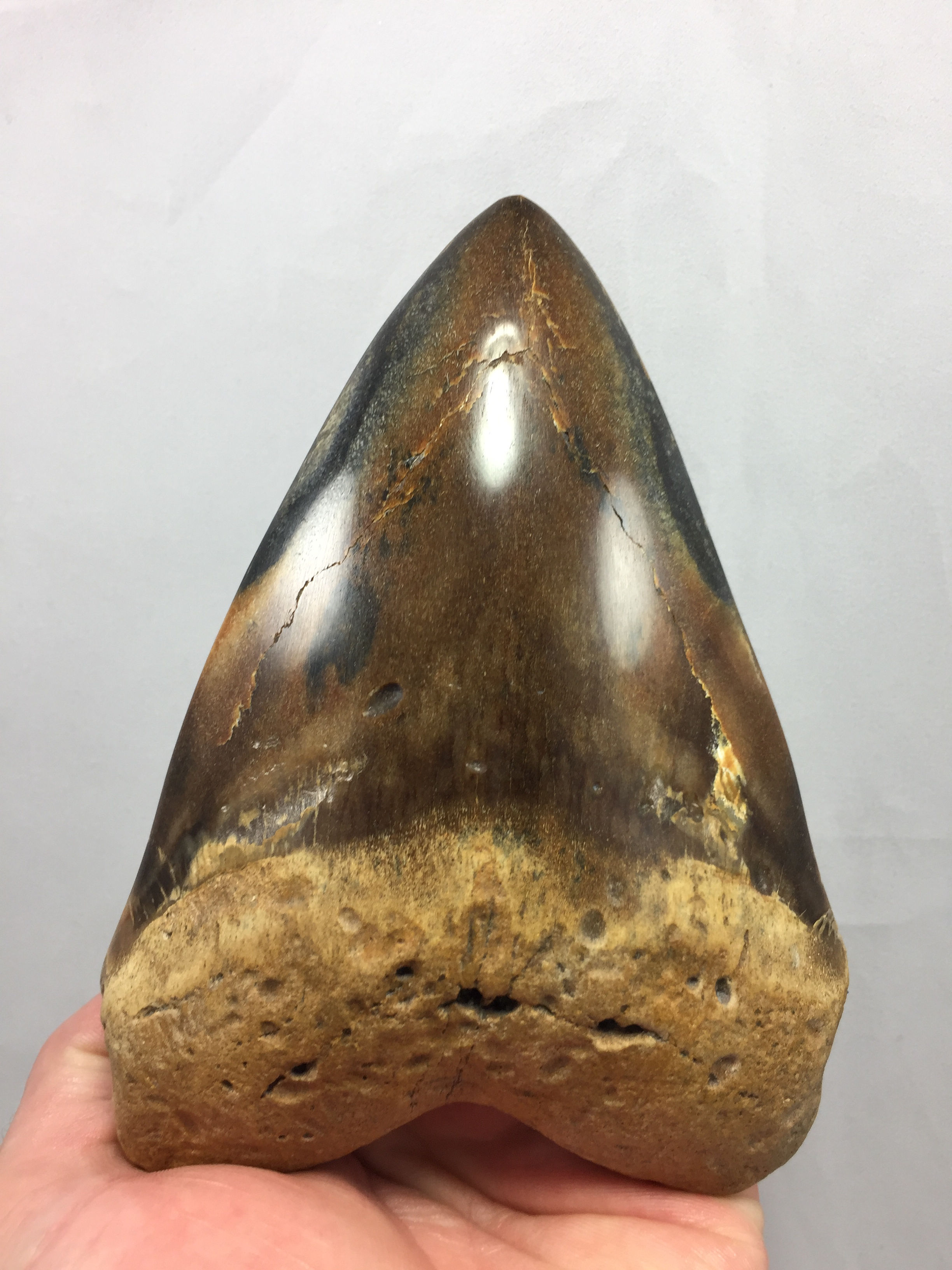 5.86" Diamond Polished Fossil Megalodon Tooth