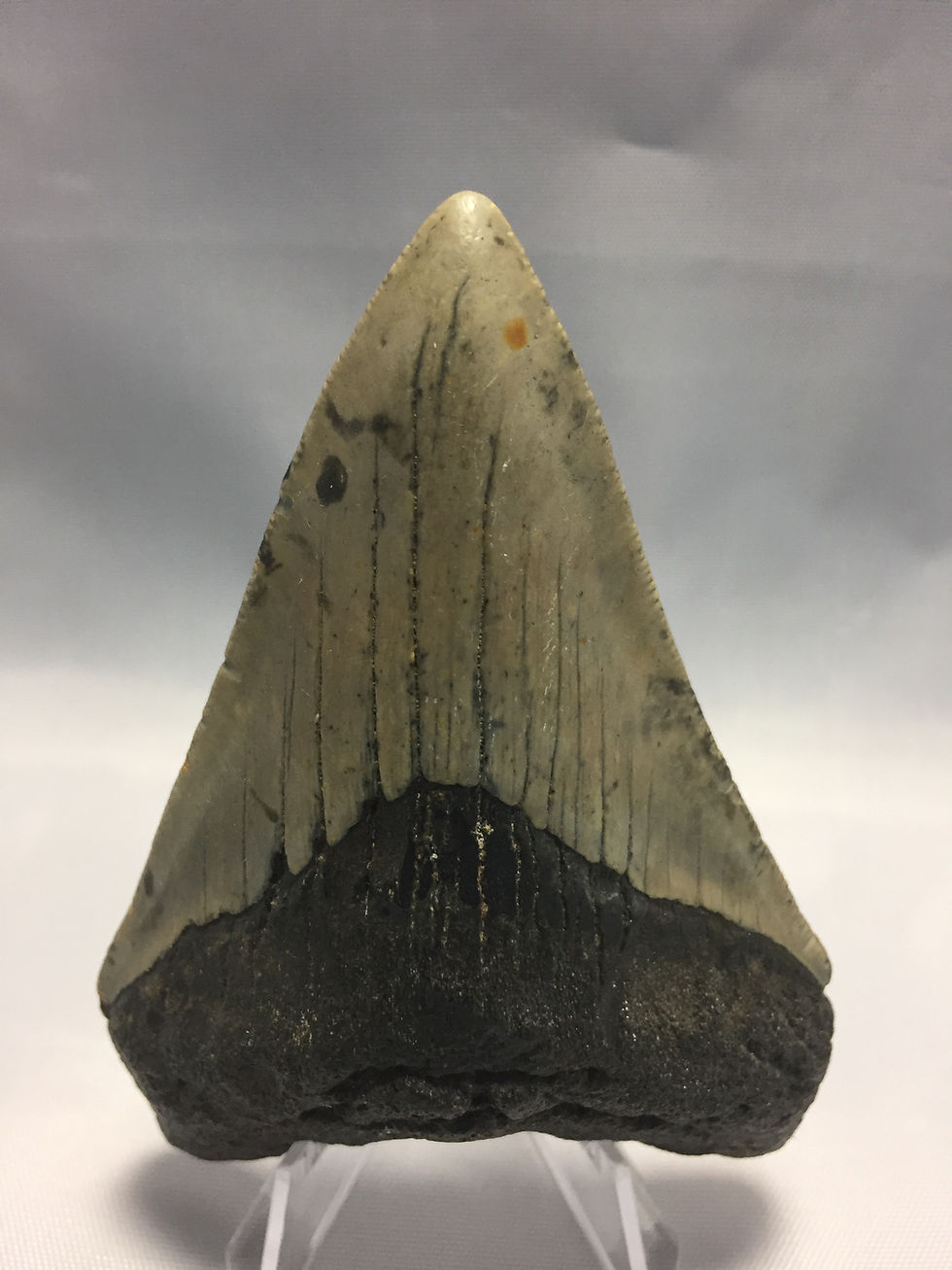 3.8" Fossil Megalodon Shark Tooth