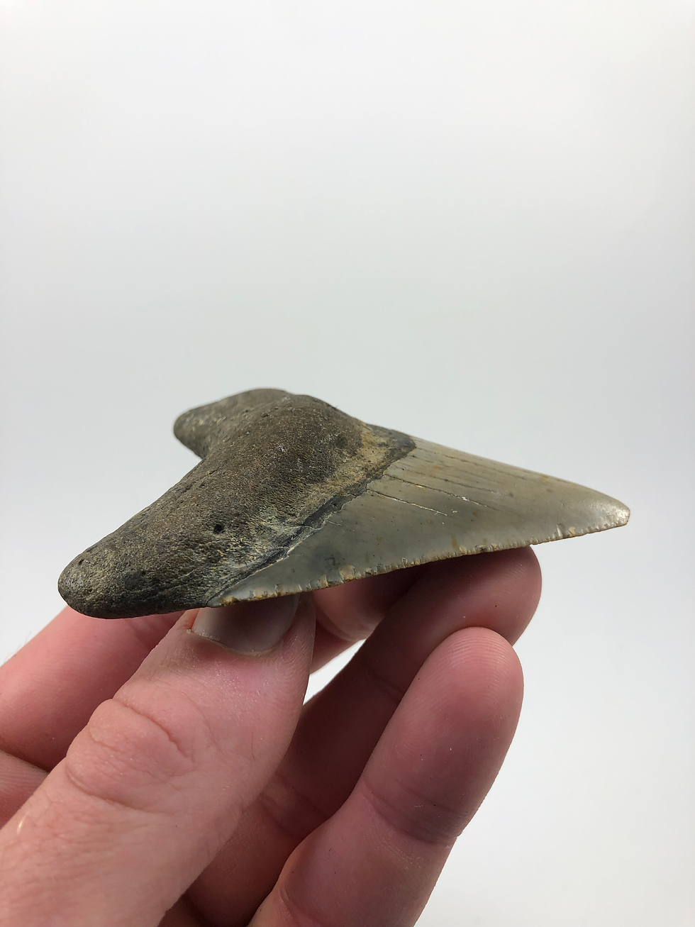 Thumbnail: 3.33” Fossil Megalodon Shark Tooth 