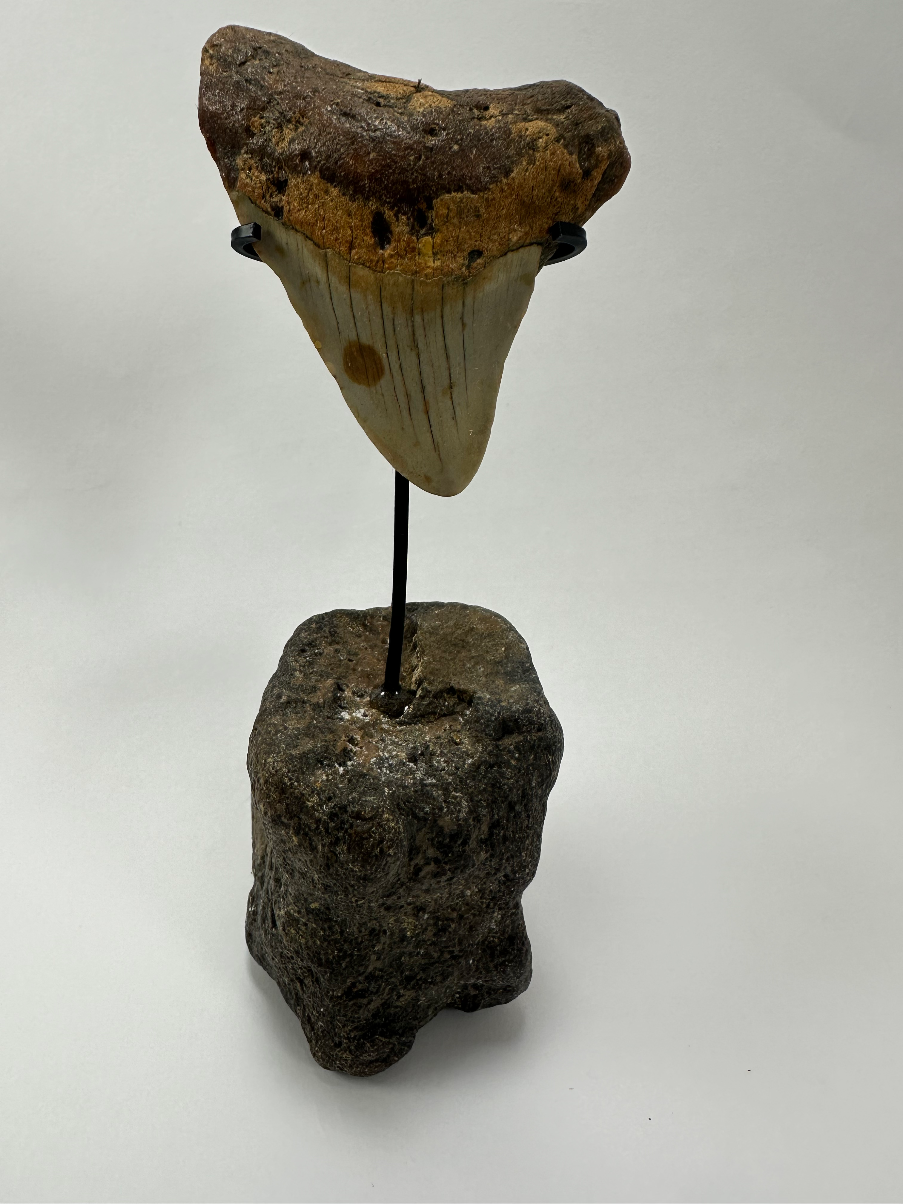 2.58" Orange Fossil Megalodon Shark Tooth Inverted On Fossil Whale Vertebrate