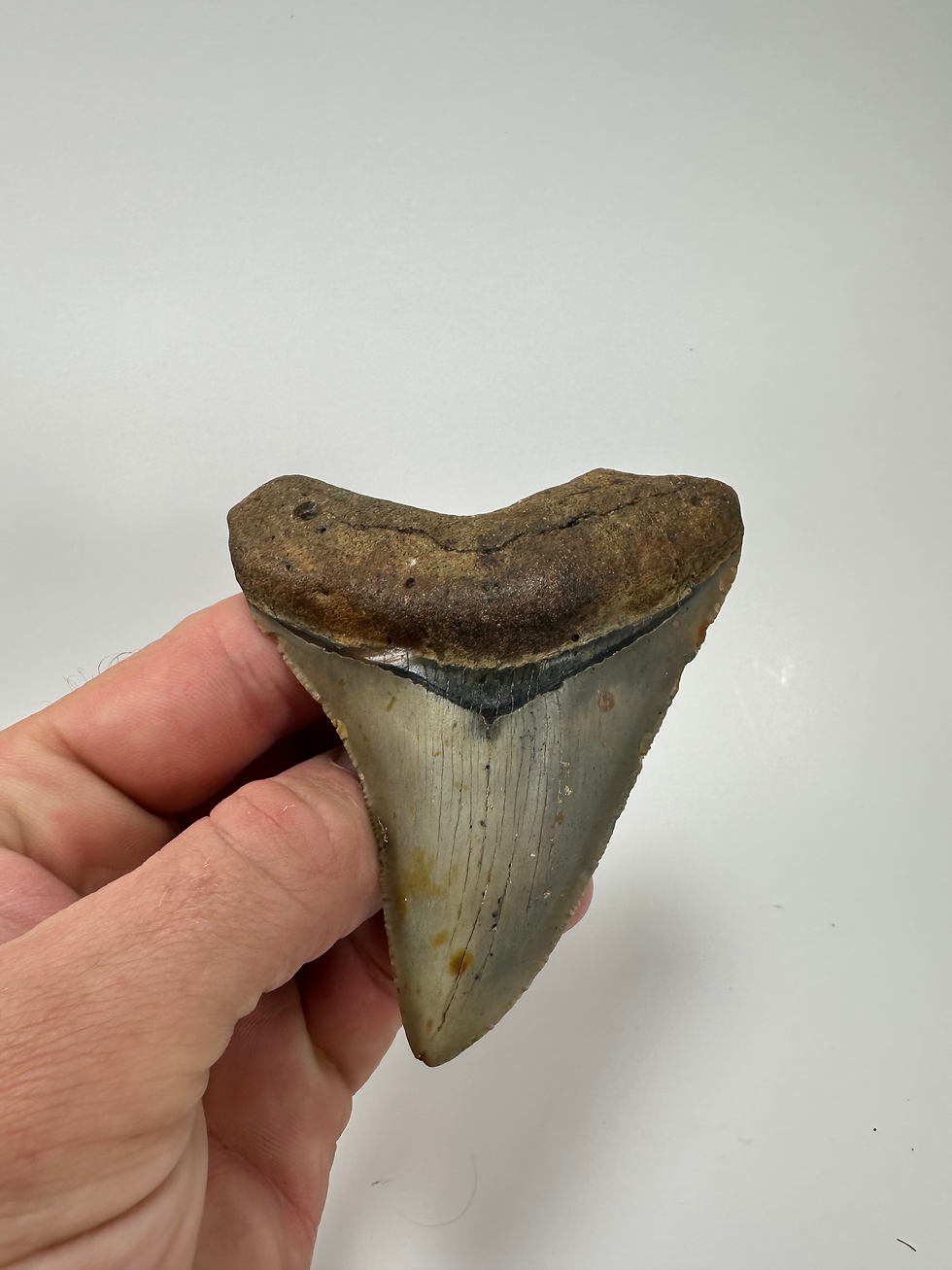 Thumbnail: 3.65" Sharp Fossil Megalodon Shark Tooth