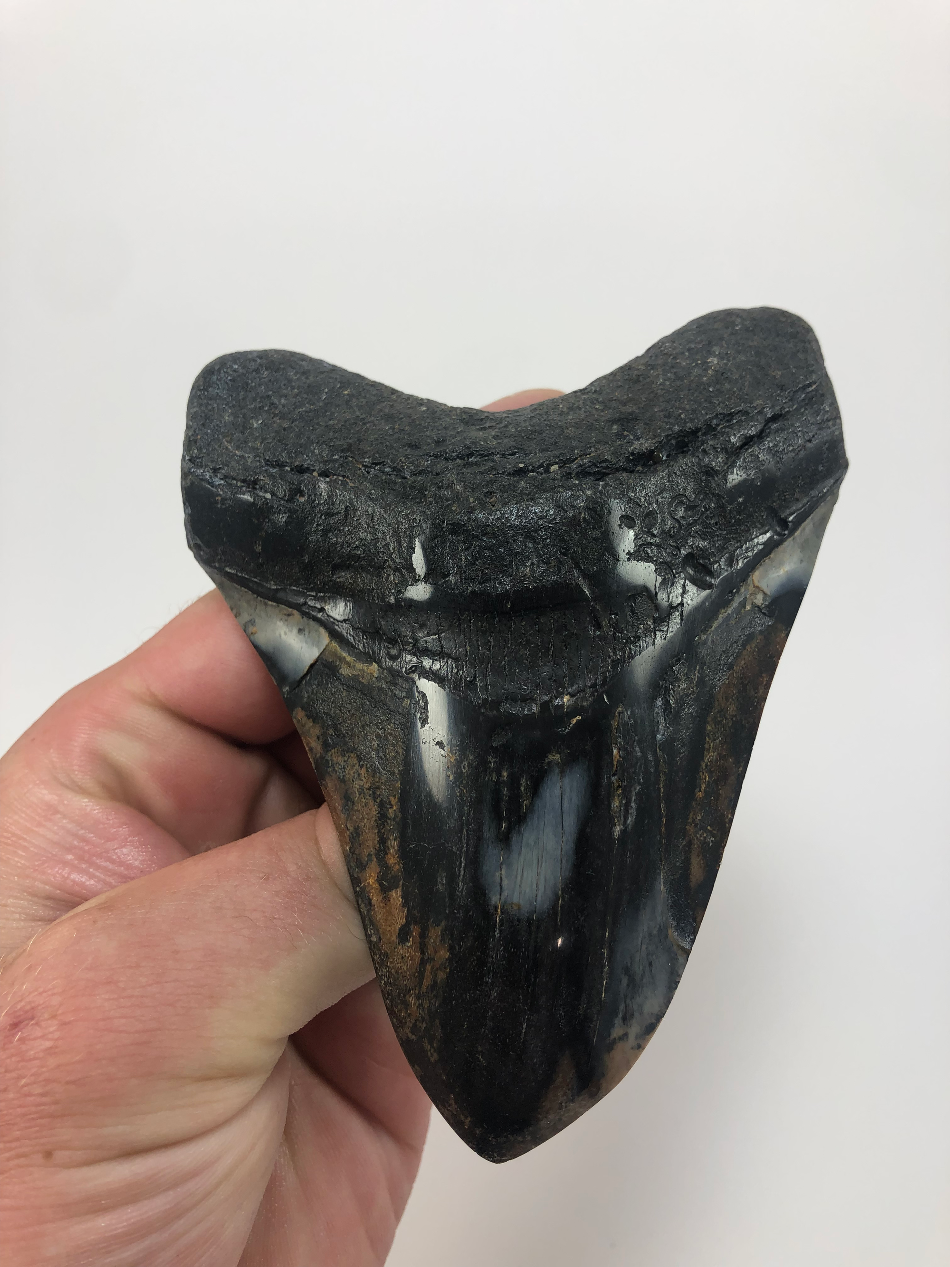 4.93" Diamond Polished Fossil Megalodon Shark Tooth