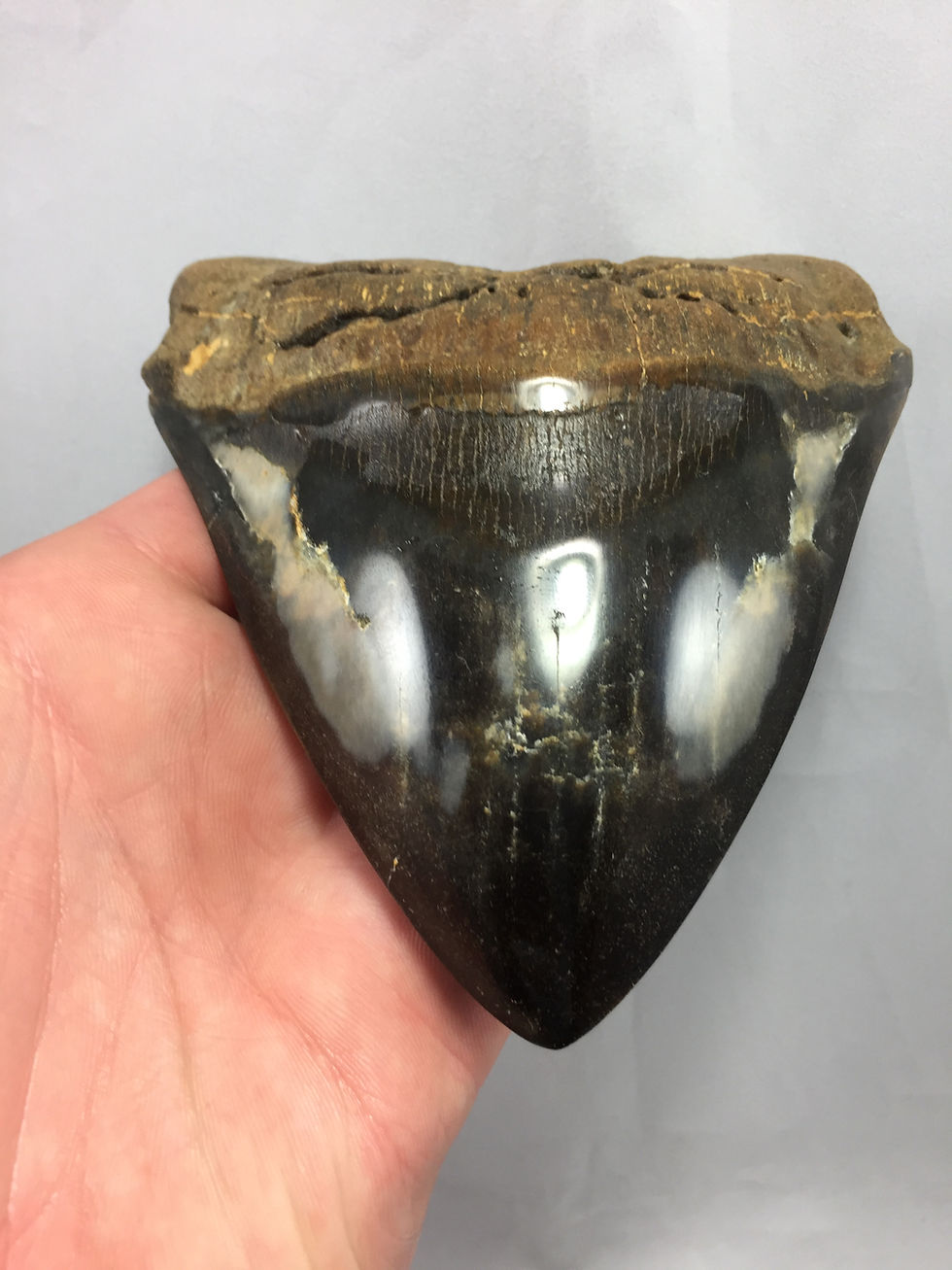 Thumbnail: 5.25" Diamond Polished Fossil Megalodon Tooth 