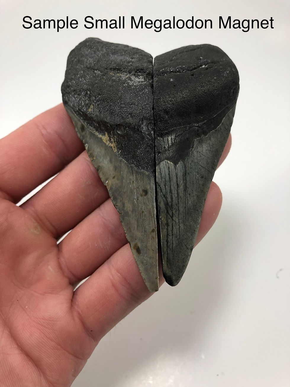 Thumbnail: Fossil Megalodon Shark Tooth Refrigerator Magnet Ocean Teeth