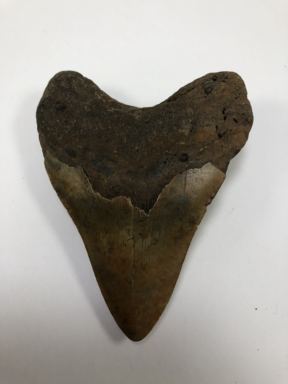 Thumbnail: 4.52" Calico Fossil Megalodon Shark Tooth