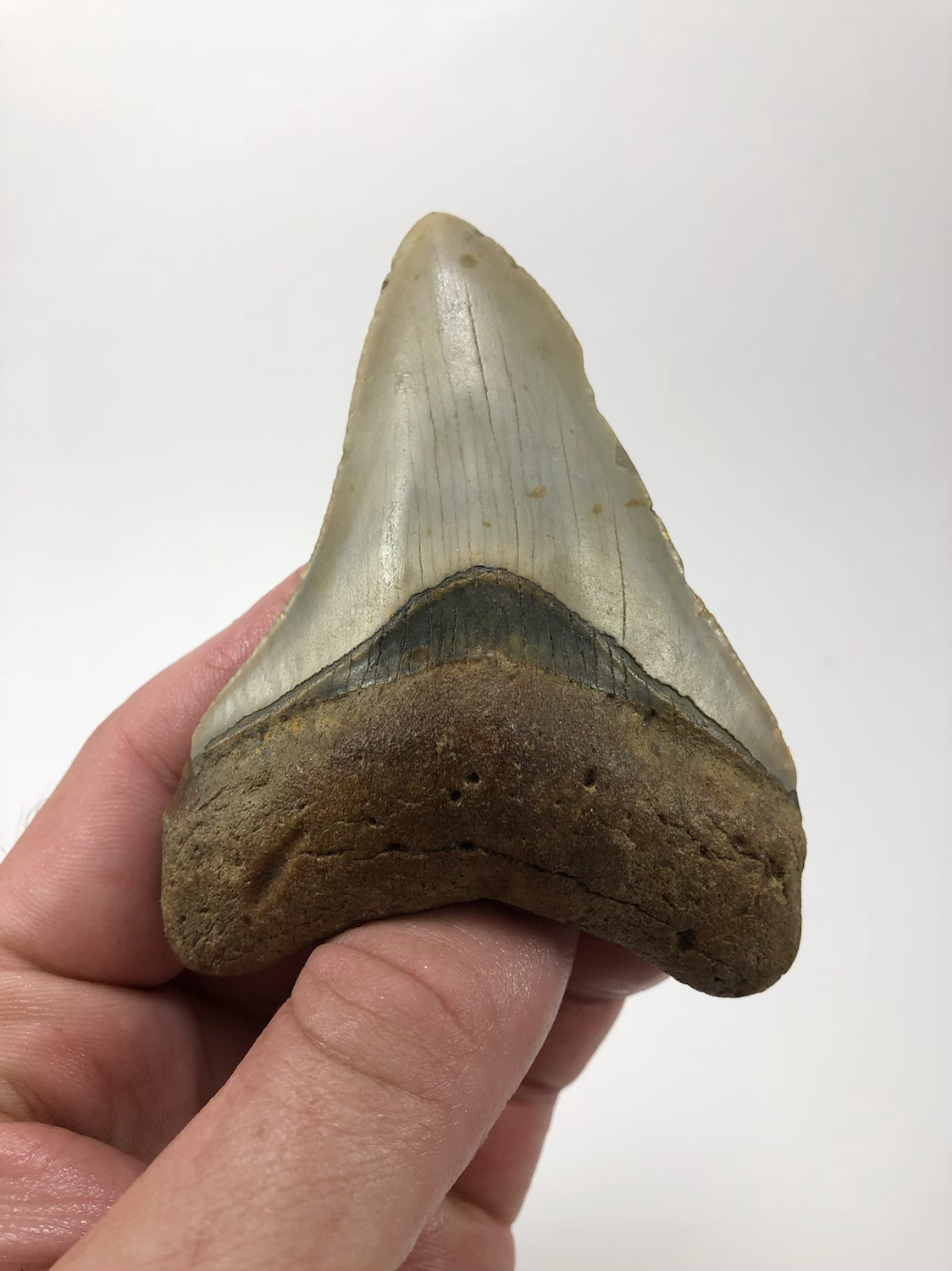 3.71” Fossil Megalodon Shark Tooth 