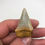 Thumbnail: 1.75” Colorful Fossil Mako Shark Tooth 